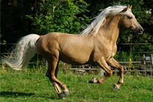 Morgan Horse 128  (23)